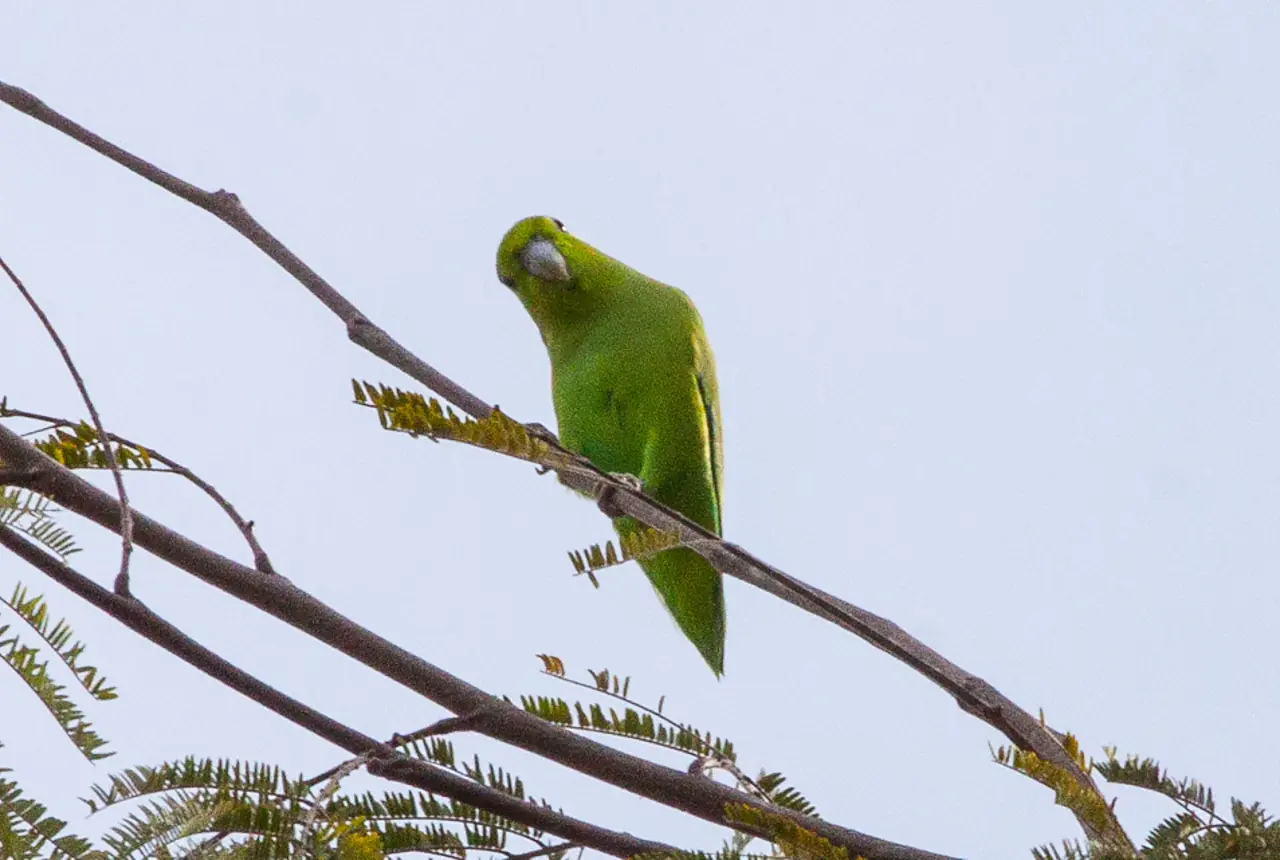 Mexican Parrotlets care guide photo for parakeet and small parrot housing, diet, and handling planning.