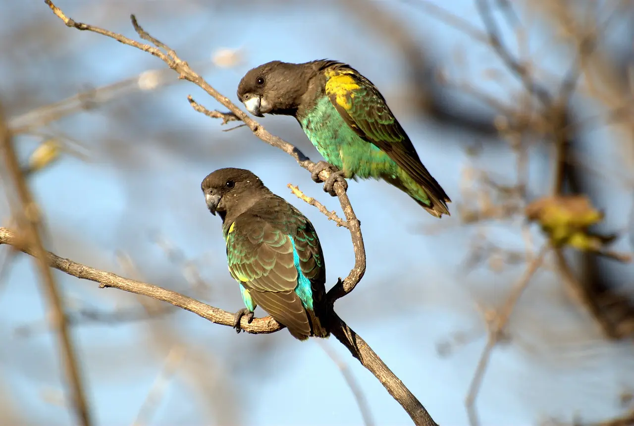 Meyer's Parrots care guide photo for african parrot housing, diet, and handling planning.