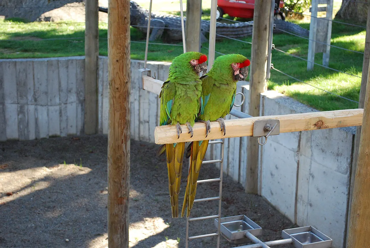 Military Macaws care guide photo for macaw housing, diet, and handling planning.