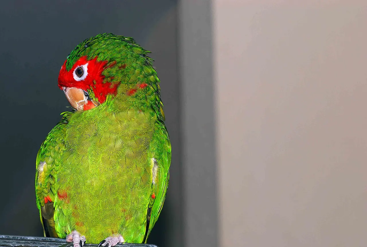 Mitred Conures care guide photo for conure housing, diet, and handling planning.