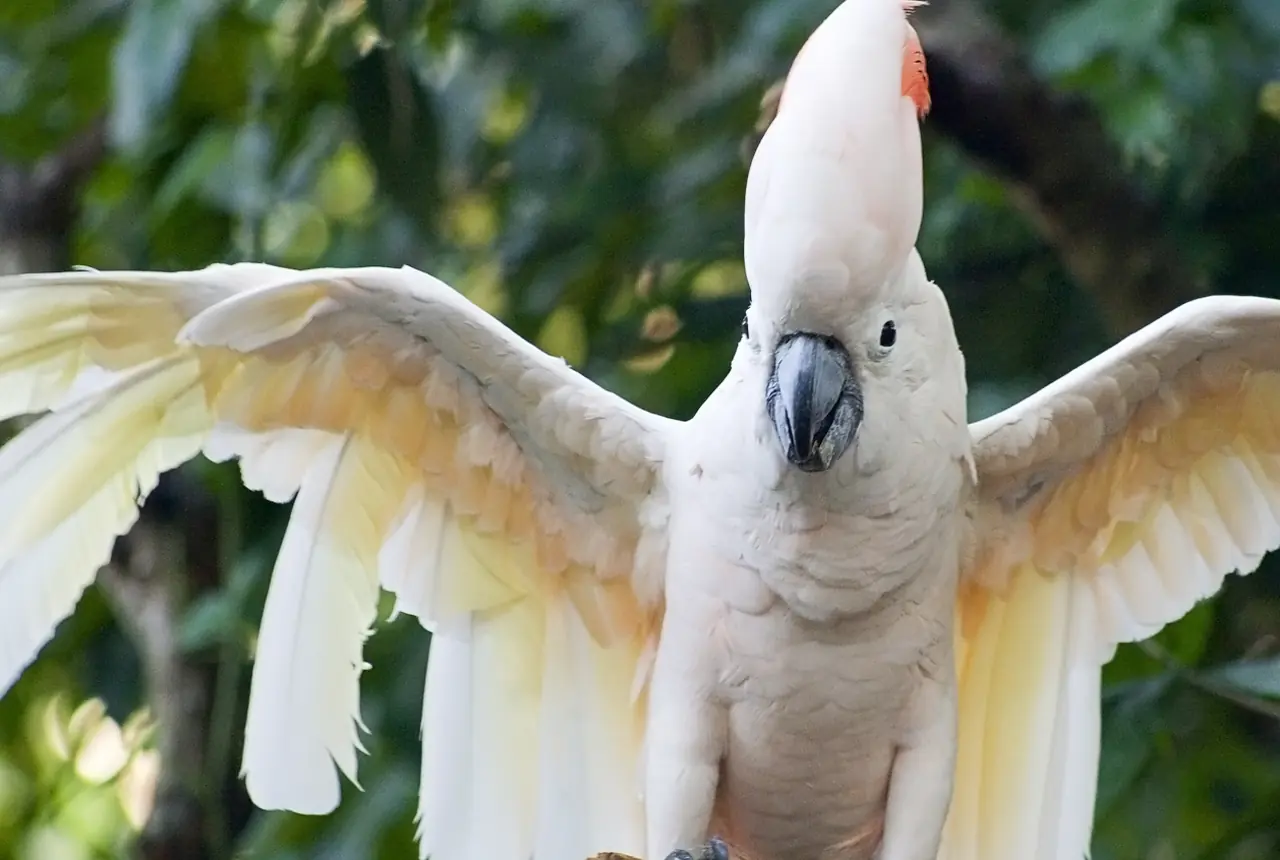 Moluccan Cockatoos care guide photo for cockatoo housing, diet, and handling planning.