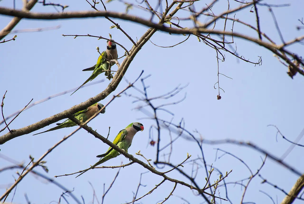 Moustached Parakeets care guide photo for parakeet and small parrot housing, diet, and handling planning.