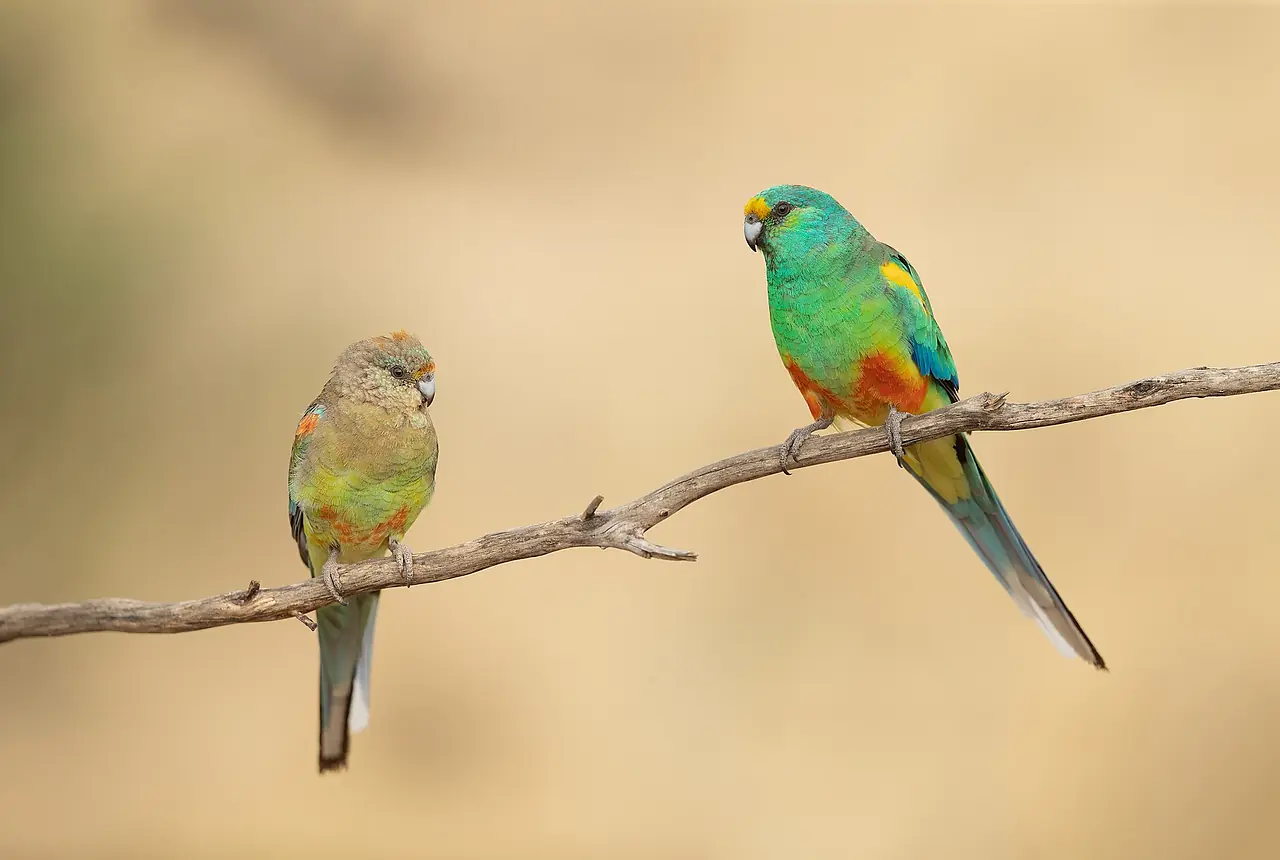Mulga Parrots care guide photo for parakeet and small parrot housing, diet, and handling planning.