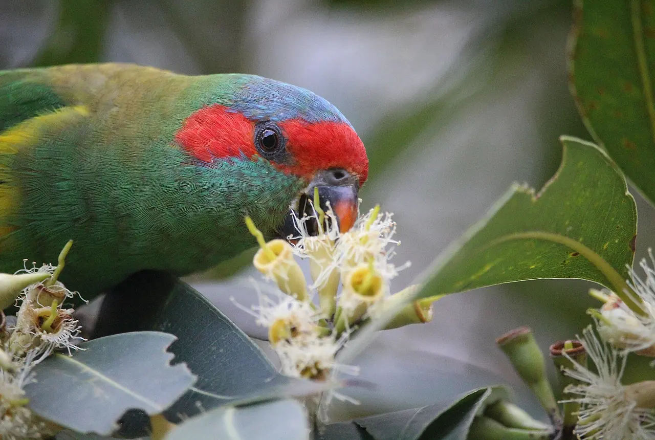 Musk Lorikeets care guide photo for lory and lorikeet housing, diet, and handling planning.