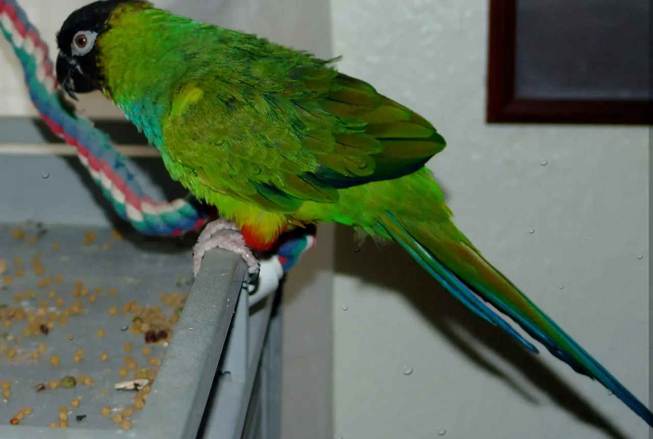 Nanday Conures care guide photo for conure housing, diet, and handling planning.