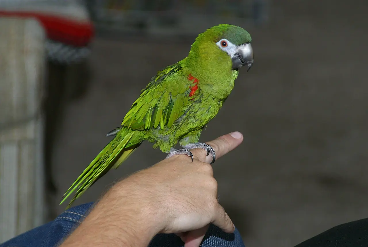 Noble Macaws care guide photo for macaw housing, diet, and handling planning.