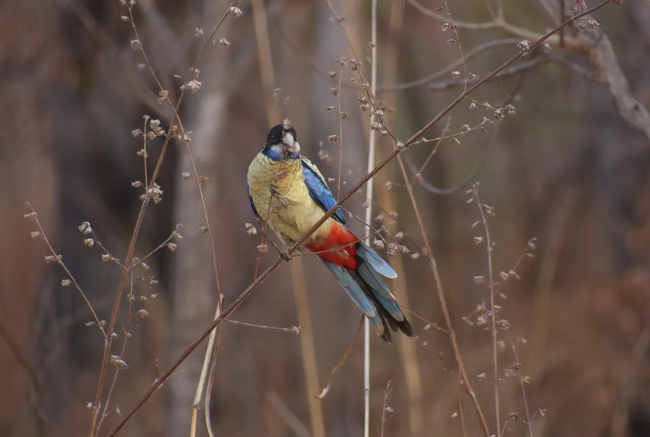 Northern Rosellas care guide photo for parakeet and small parrot housing, diet, and handling planning.