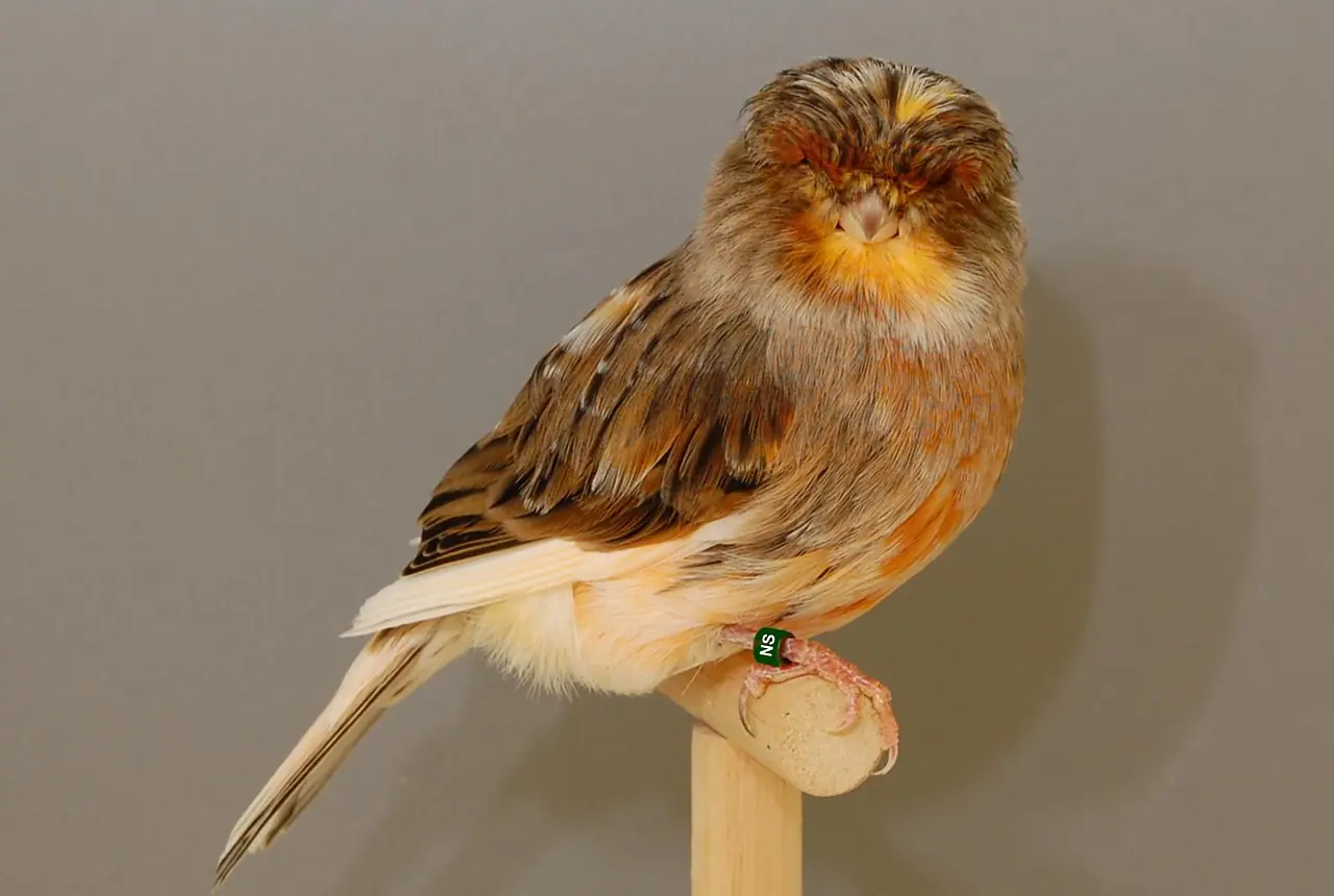 Norwich Canaries care guide photo for canary housing, diet, and handling planning.