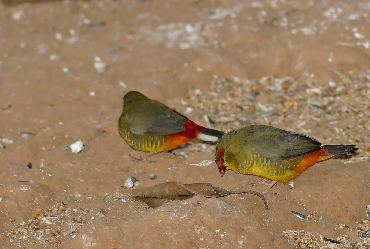Orange-breasted Waxbills care guide photo for finch and waxbill housing, diet, and handling planning.