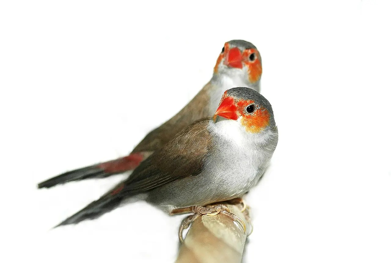 Orange-cheeked Waxbills care guide photo for finch and waxbill housing, diet, and handling planning.