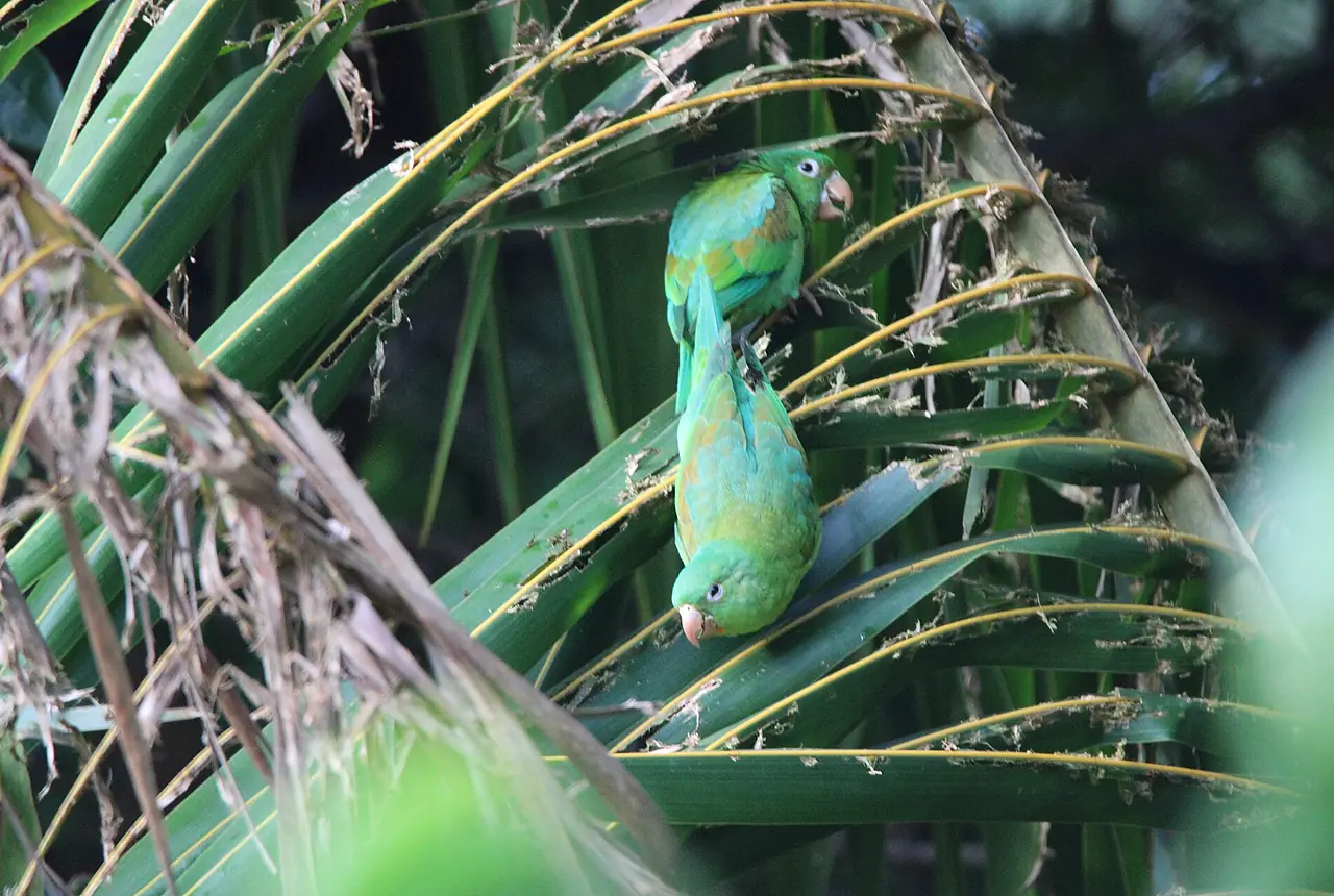 Orange-chinned Parakeets care guide photo for parakeet and small parrot housing, diet, and handling planning.