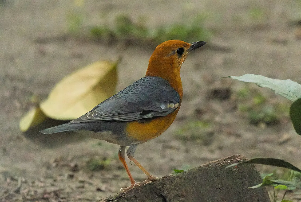 Orange-headed Thrushes care guide photo for softbill housing, diet, and handling planning.