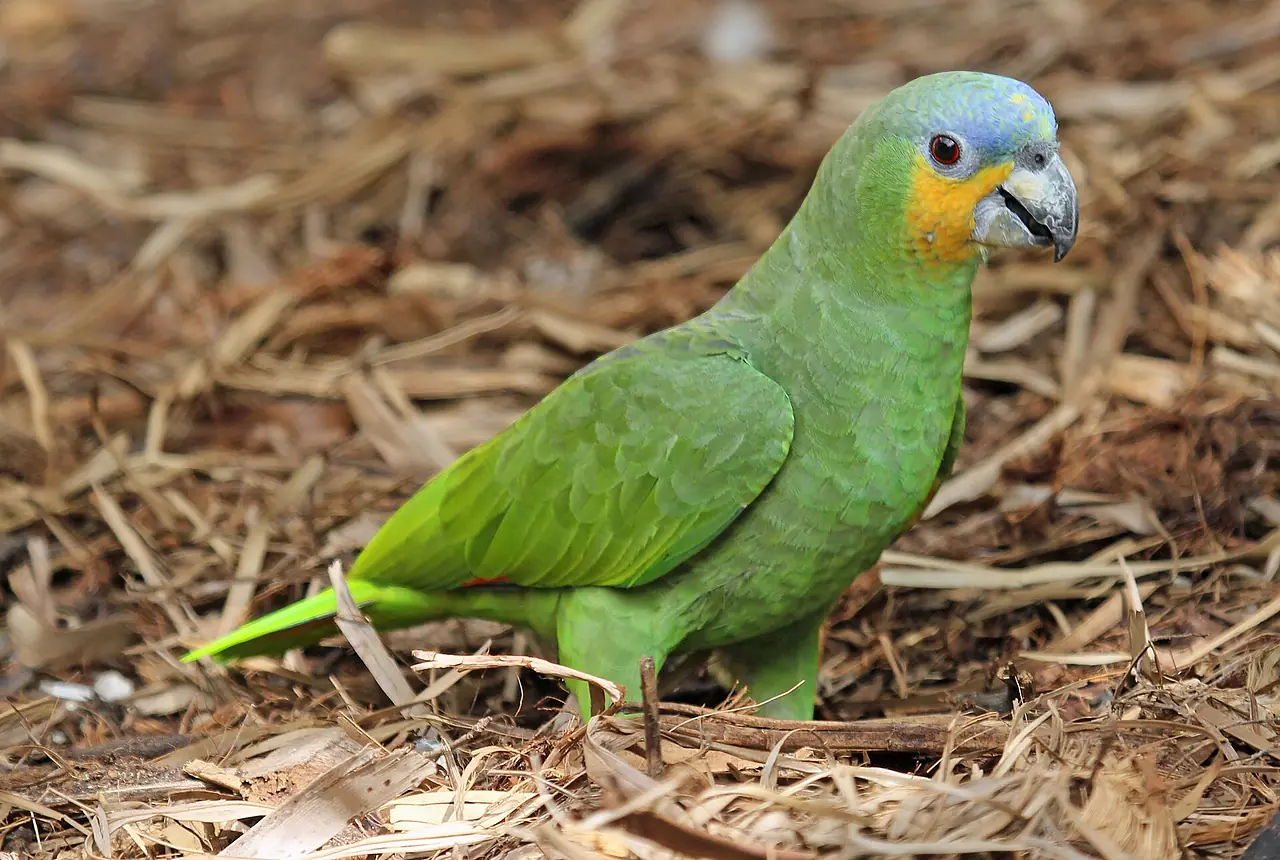 Orange-winged Amazons care guide photo for amazon parrot housing, diet, and handling planning.