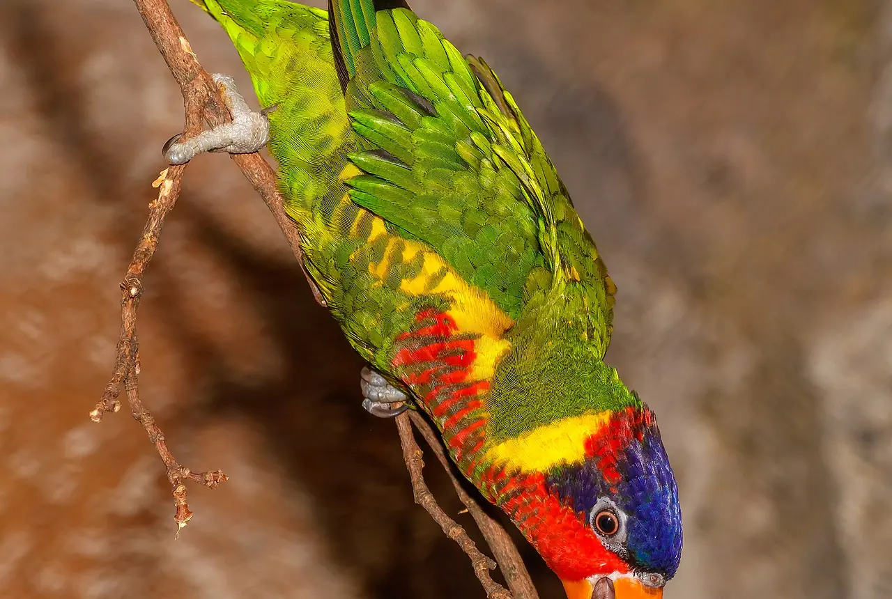 Ornate Lorikeets care guide photo for lory and lorikeet housing, diet, and handling planning.