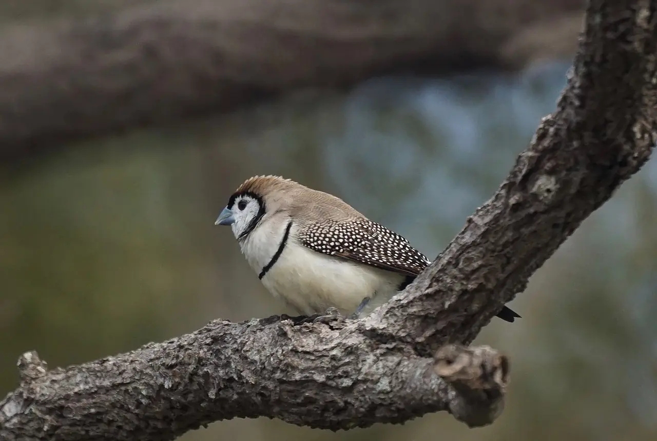 Owl Finches care guide photo for finch and waxbill housing, diet, and handling planning.