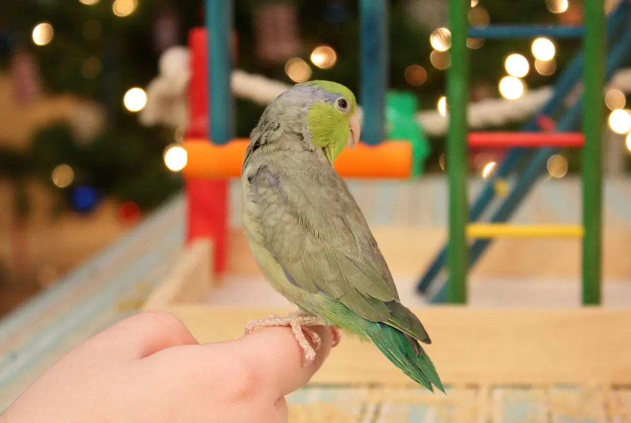Pacific Parrotlets care guide photo for parakeet and small parrot housing, diet, and handling planning.
