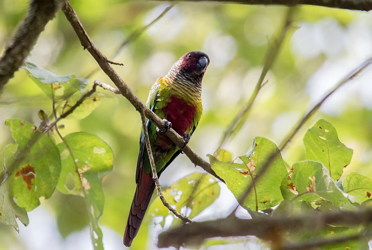 Painted Conures care guide photo for conure housing, diet, and handling planning.