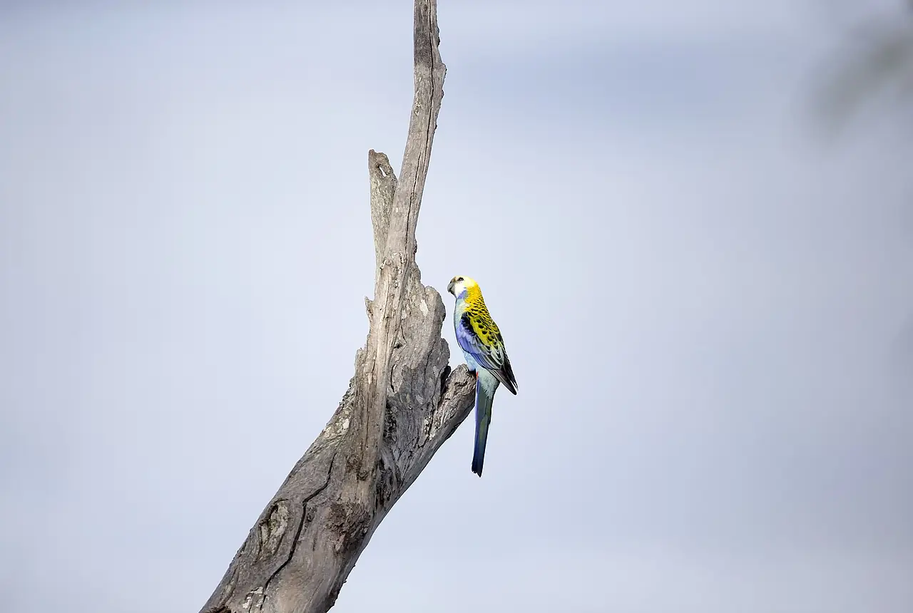 Pale-headed Rosellas care guide photo for parakeet and small parrot housing, diet, and handling planning.