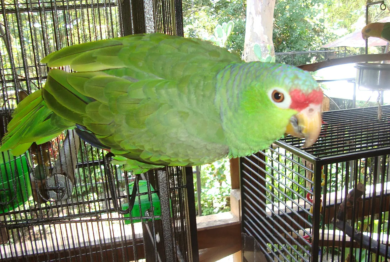 Panama Amazons care guide photo for amazon parrot housing, diet, and handling planning.