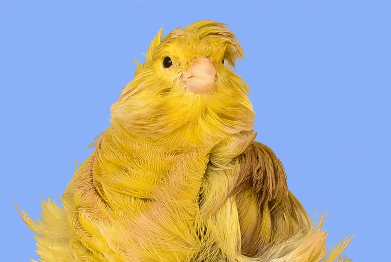 Parisian Frill Canaries care guide photo for canary housing, diet, and handling planning.