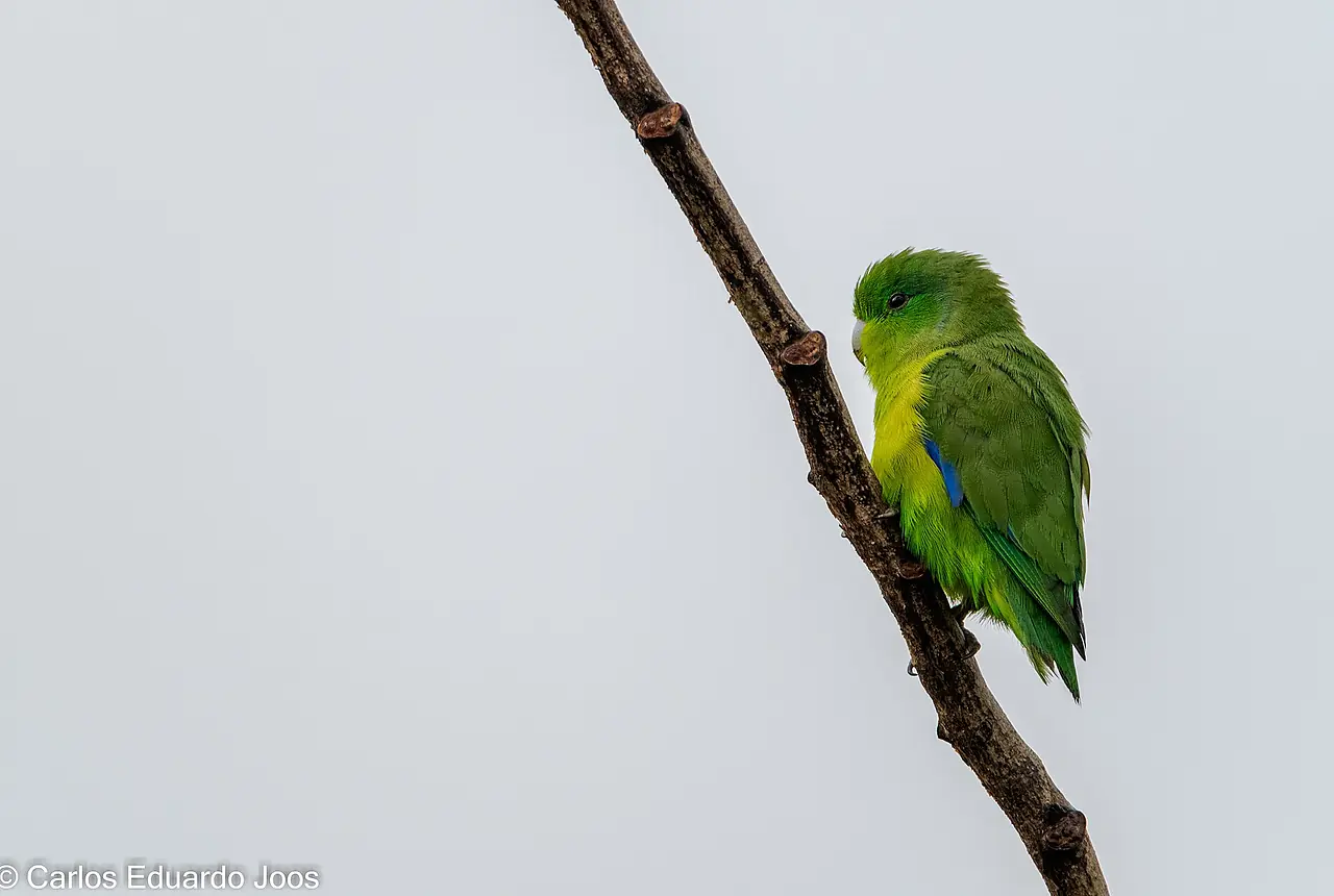 Parrotlets care guide photo for companion bird housing, diet, and handling planning.