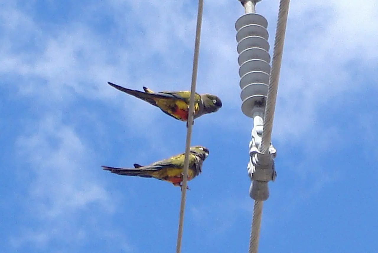 Patagonian Conures care guide photo for conure housing, diet, and handling planning.