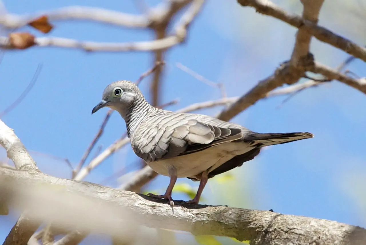 Peaceful Doves care guide photo for dove and pigeon housing, diet, and handling planning.