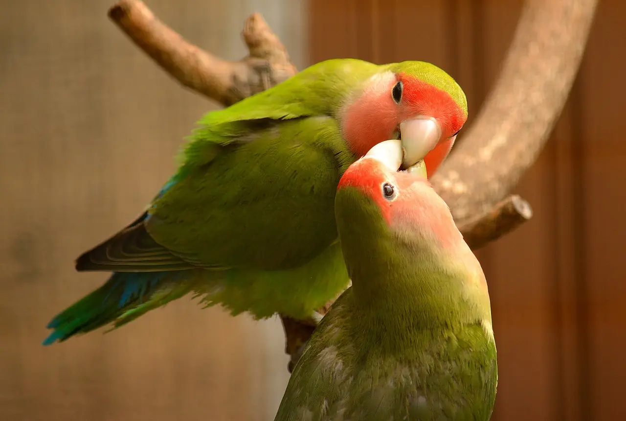 Peach-faced Lovebirds care guide photo for lovebird housing, diet, and handling planning.