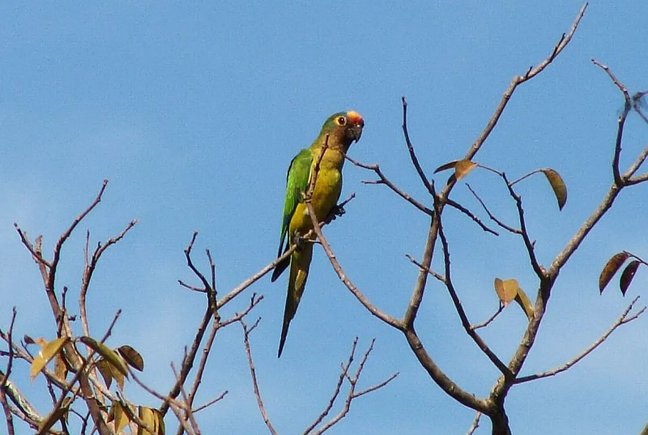Peach-fronted Conures care guide photo for conure housing, diet, and handling planning.
