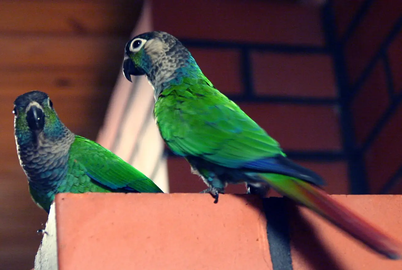 Pearly Conures care guide photo for conure housing, diet, and handling planning.