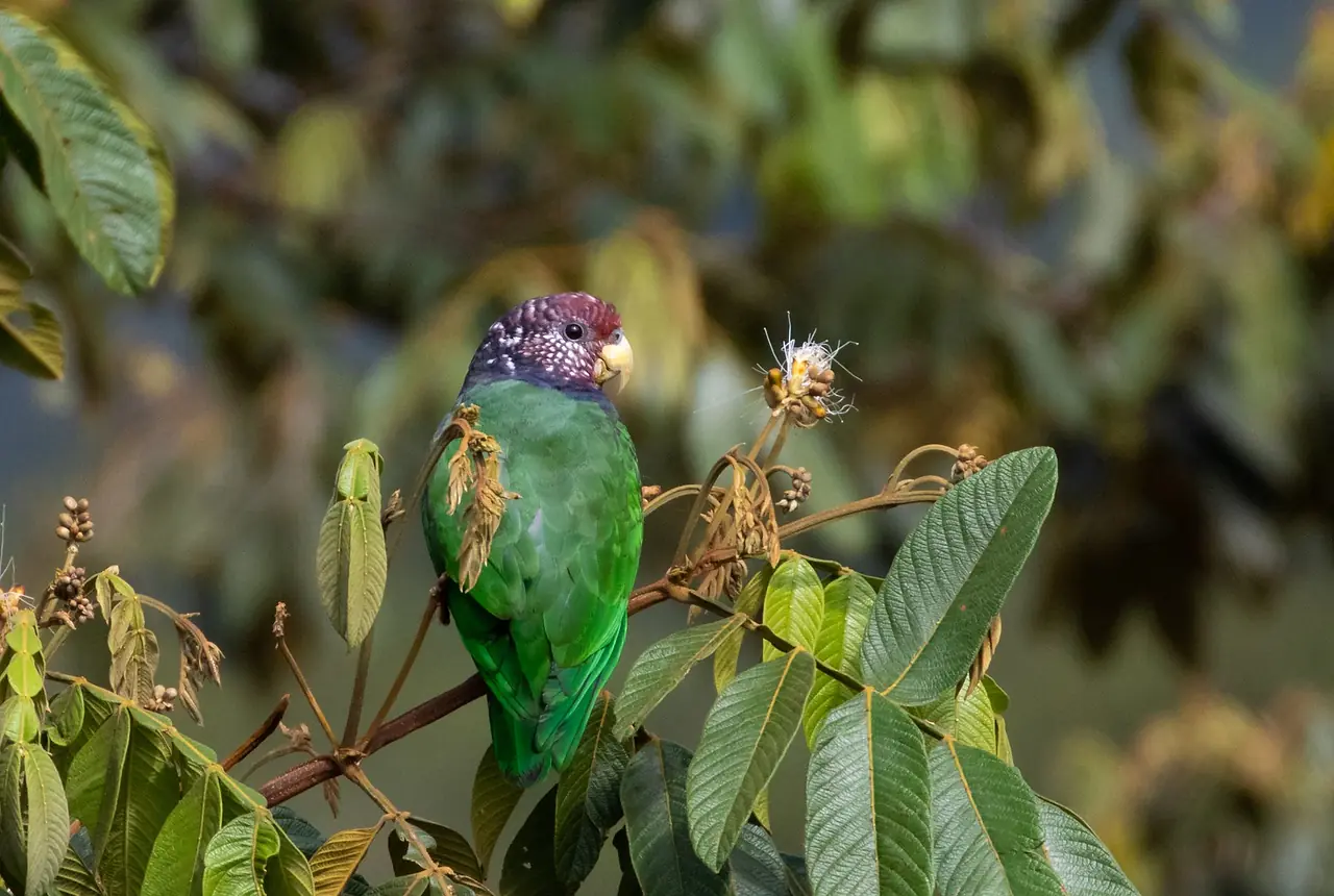 Plum-crowned Pionus care guide photo for pionus parrot housing, diet, and handling planning.