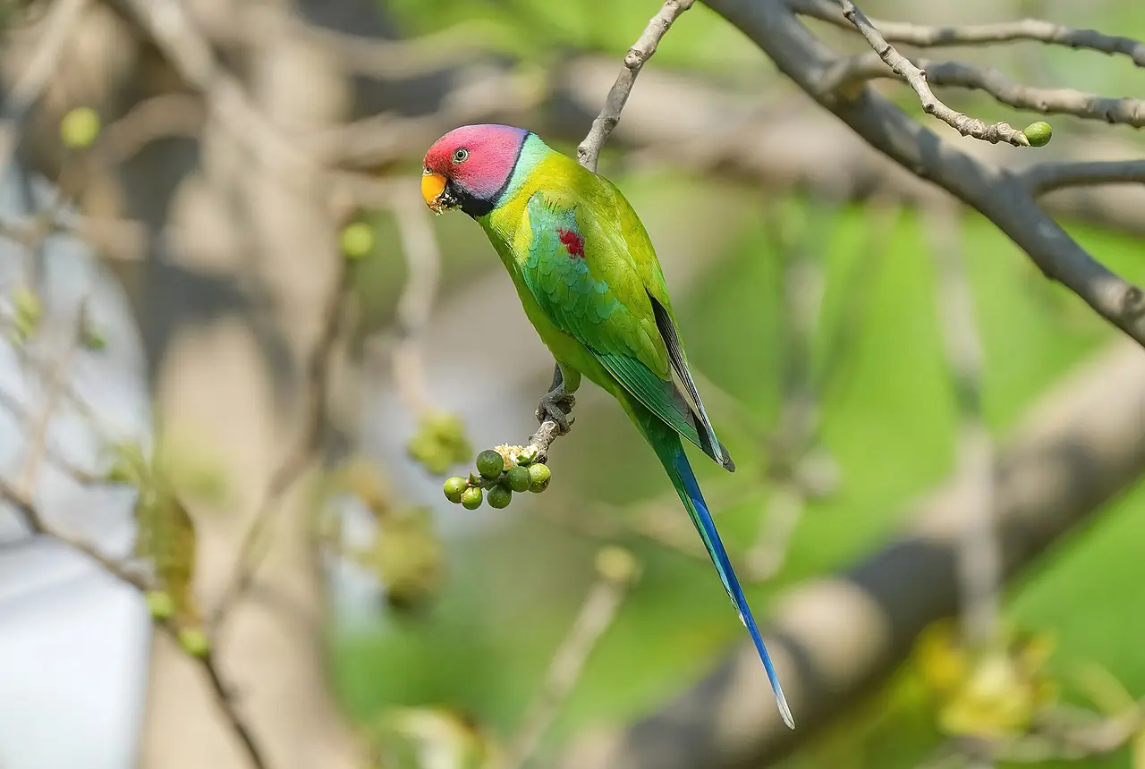 Plum-headed Parakeets care guide photo for parakeet and small parrot housing, diet, and handling planning.