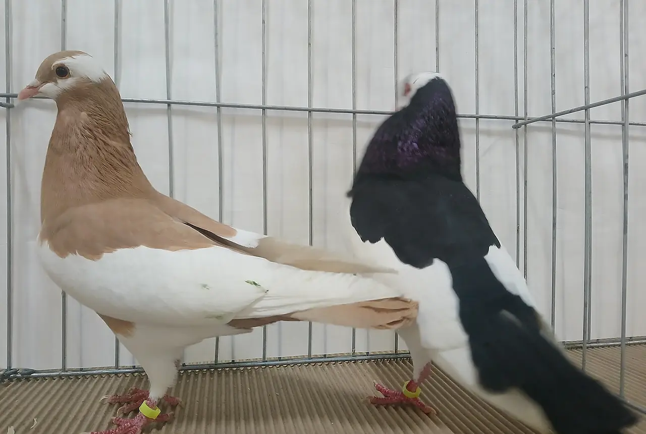 Pouter Pigeons care guide photo for dove and pigeon housing, diet, and handling planning.
