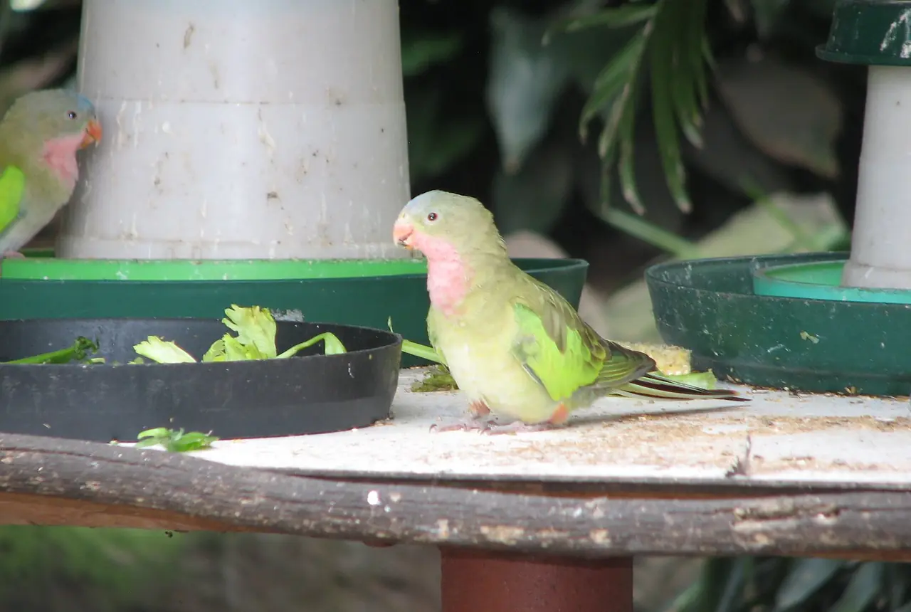 Princess Parrots care guide photo for parakeet and small parrot housing, diet, and handling planning.