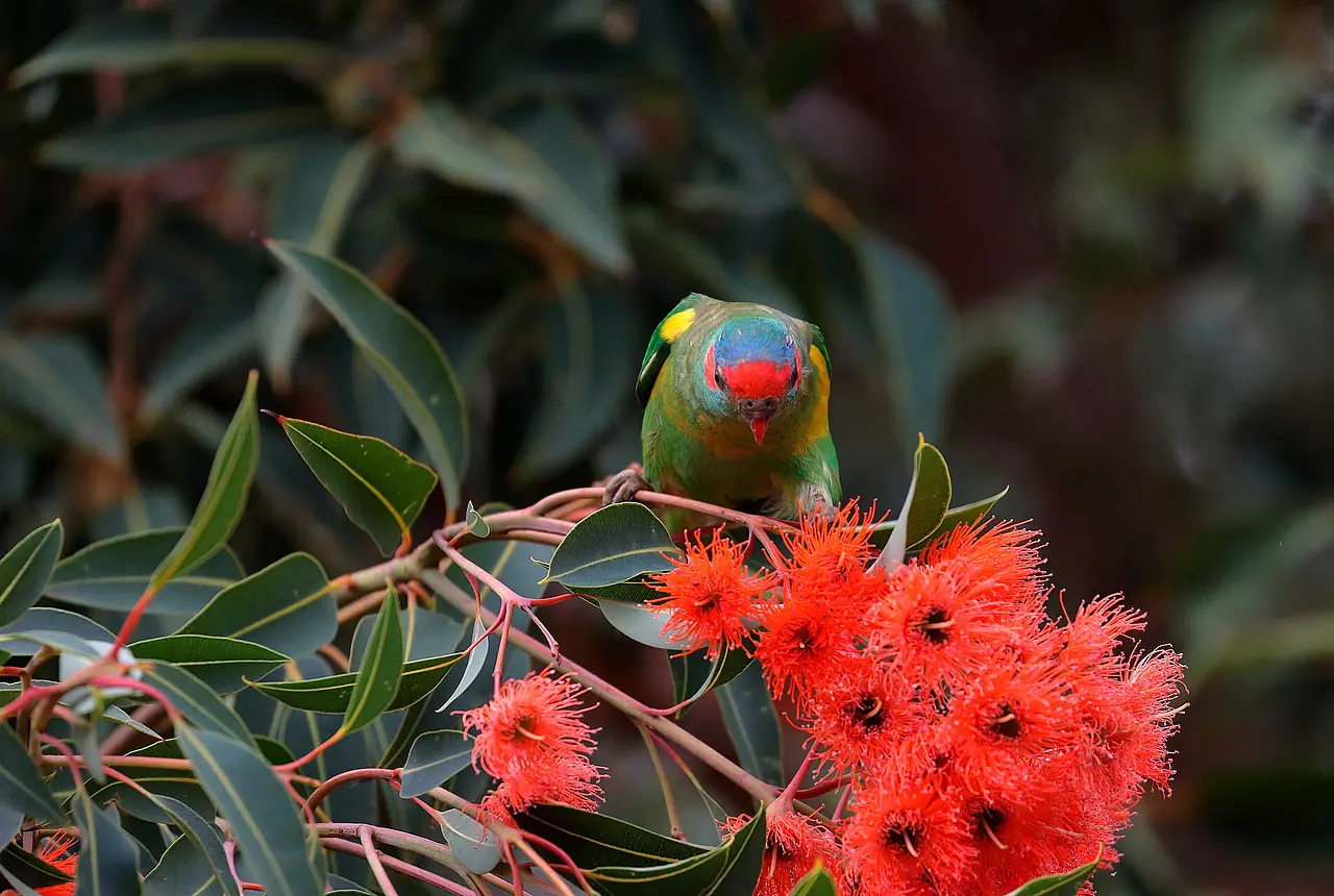 Purple-crowned Lorikeets care guide photo for lory and lorikeet housing, diet, and handling planning.