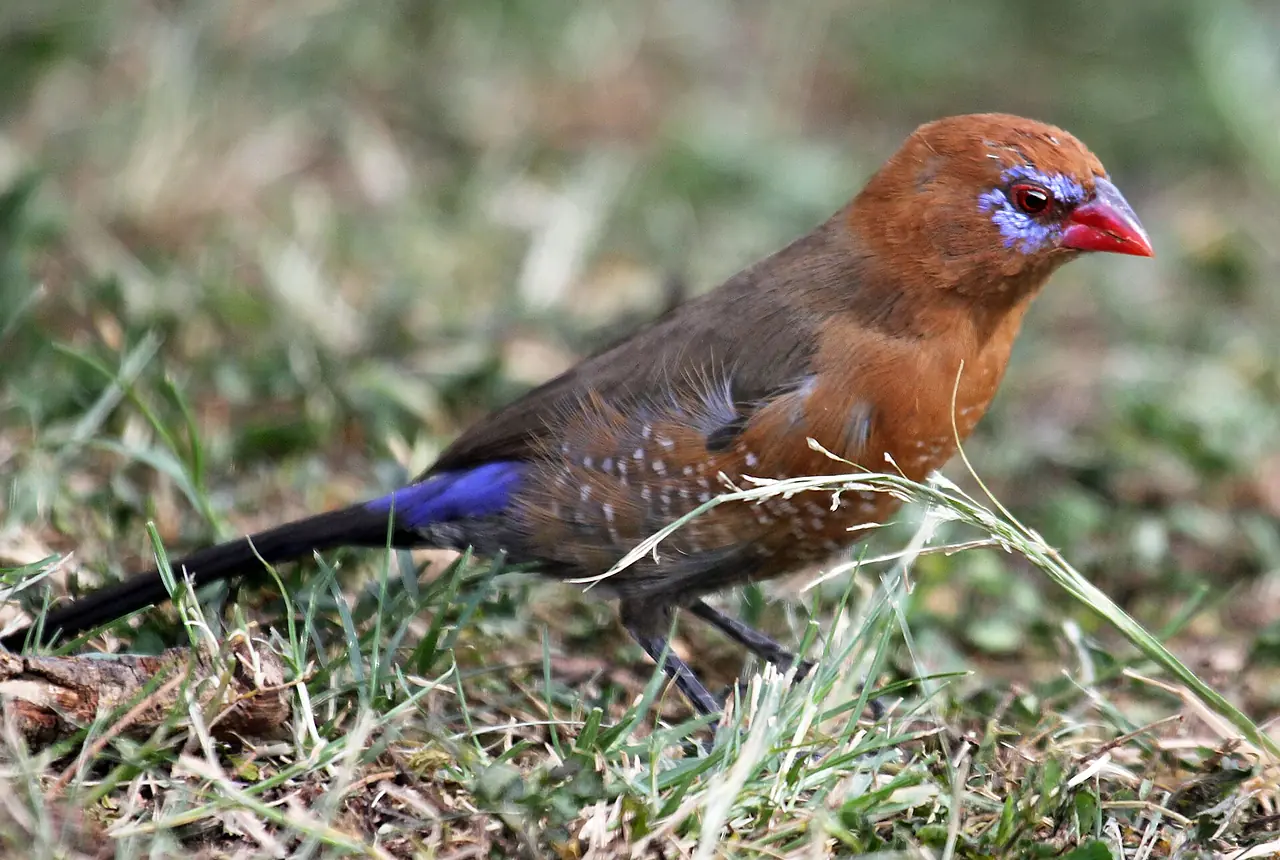 Purple Grenadiers care guide photo for finch and waxbill housing, diet, and handling planning.