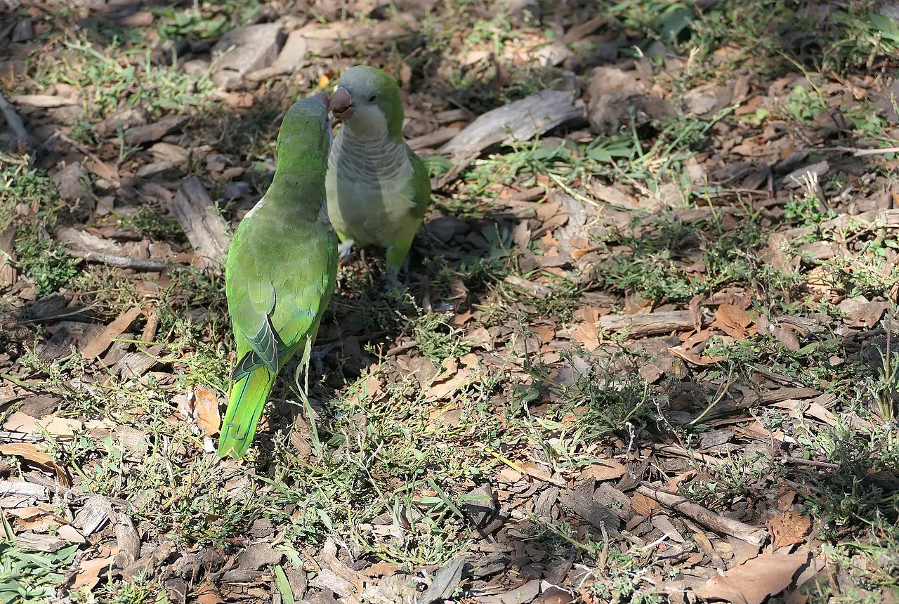 Quaker Parrots care guide photo for companion bird housing, diet, and handling planning.