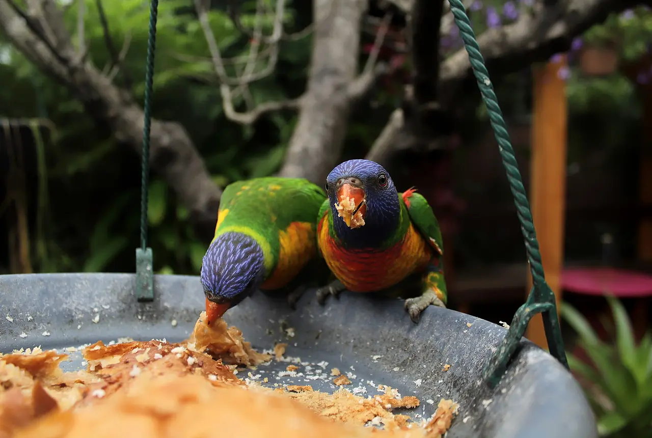 Rainbow Lorikeets care guide photo for lory and lorikeet housing, diet, and handling planning.