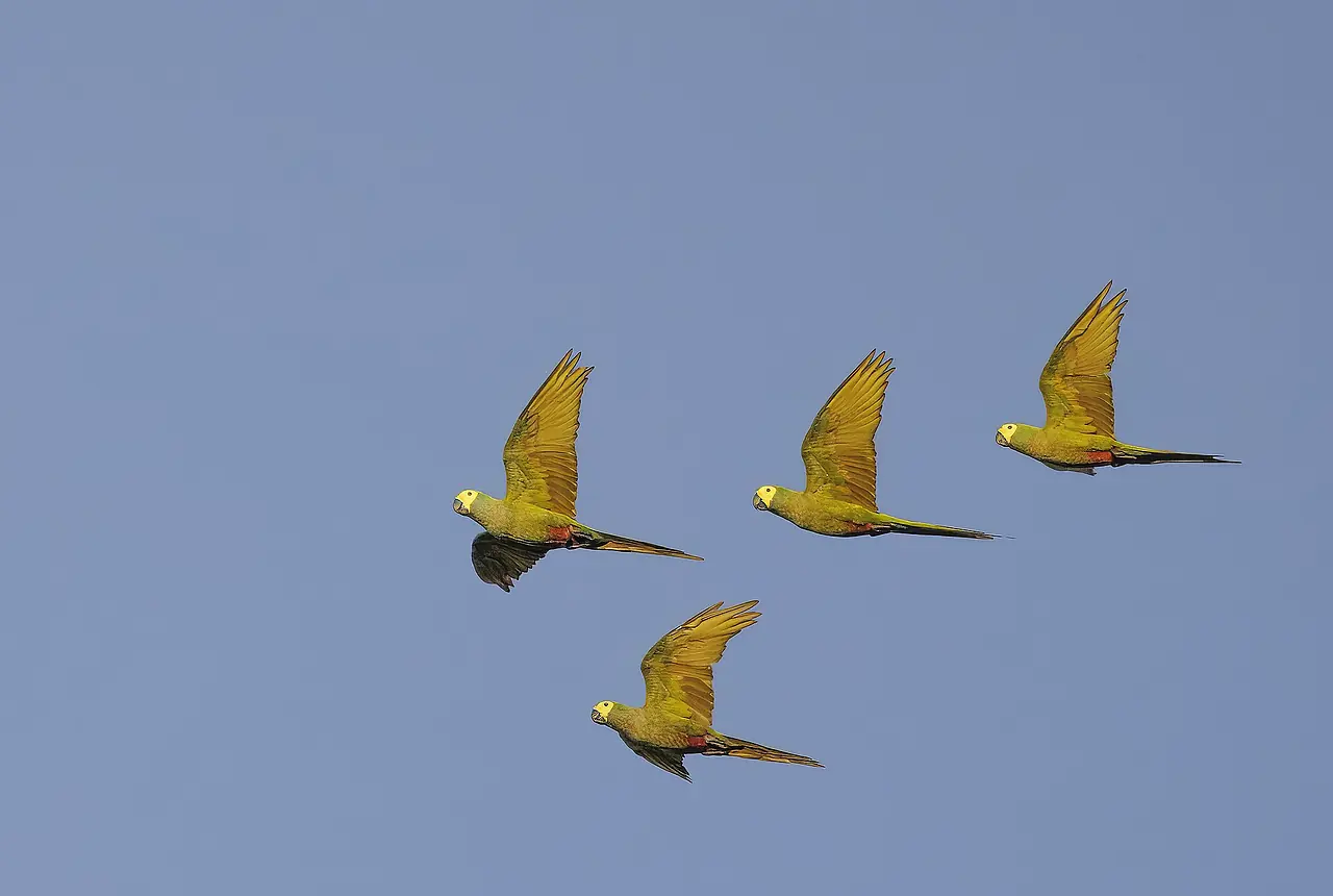 Red-bellied Macaws care guide photo for macaw housing, diet, and handling planning.