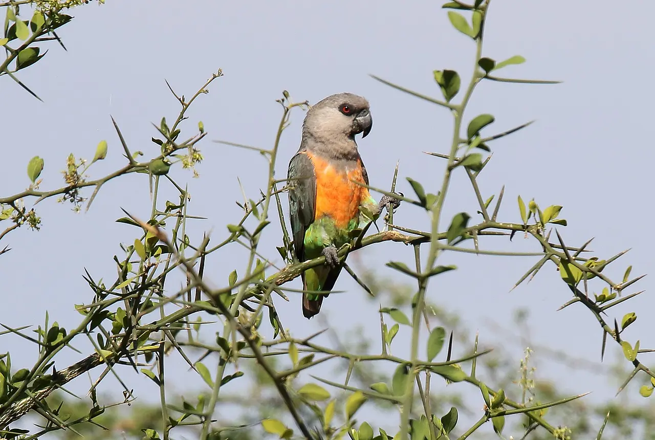 Red-bellied Parrots care guide photo for african parrot housing, diet, and handling planning.