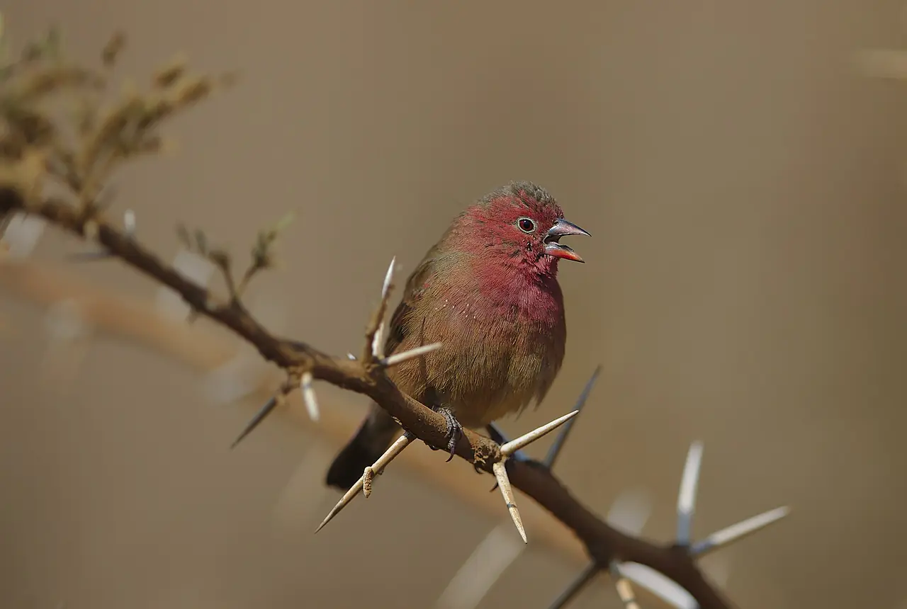 Red-billed Firefinches care guide photo for finch and waxbill housing, diet, and handling planning.