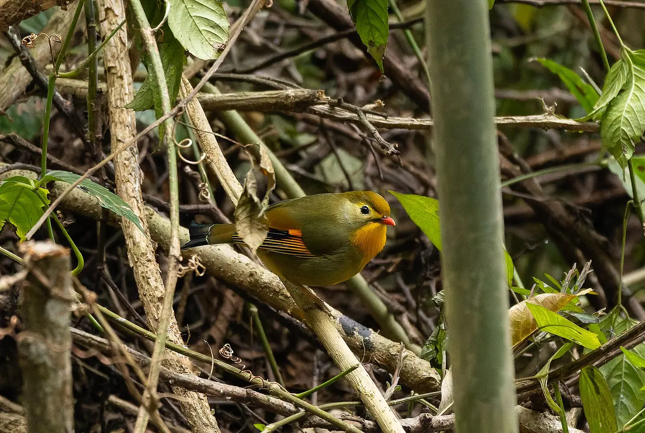 Red-billed Leiothrix care guide photo for softbill housing, diet, and handling planning.