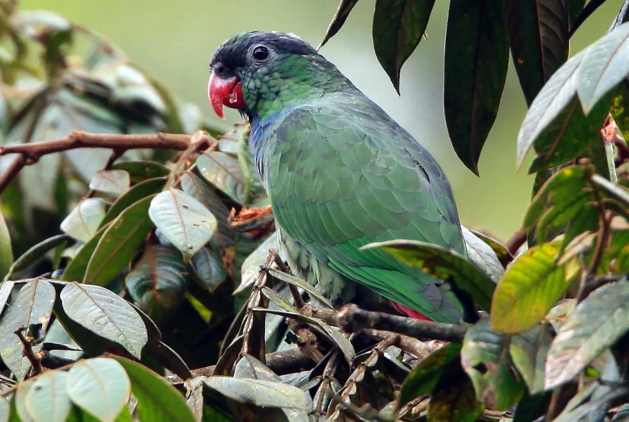 Red-billed Pionus care guide photo for pionus parrot housing, diet, and handling planning.