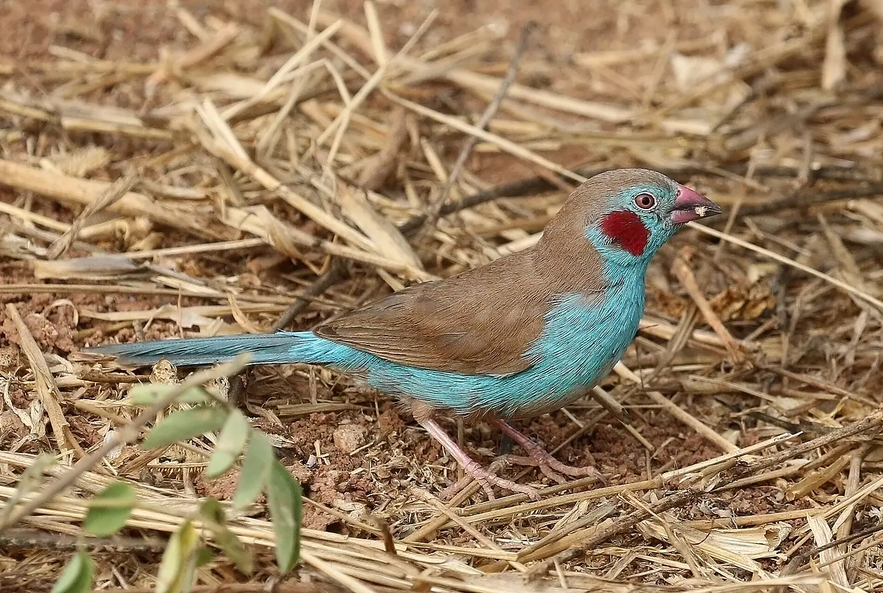 Red-cheeked Cordon-bleus care guide photo for finch and waxbill housing, diet, and handling planning.