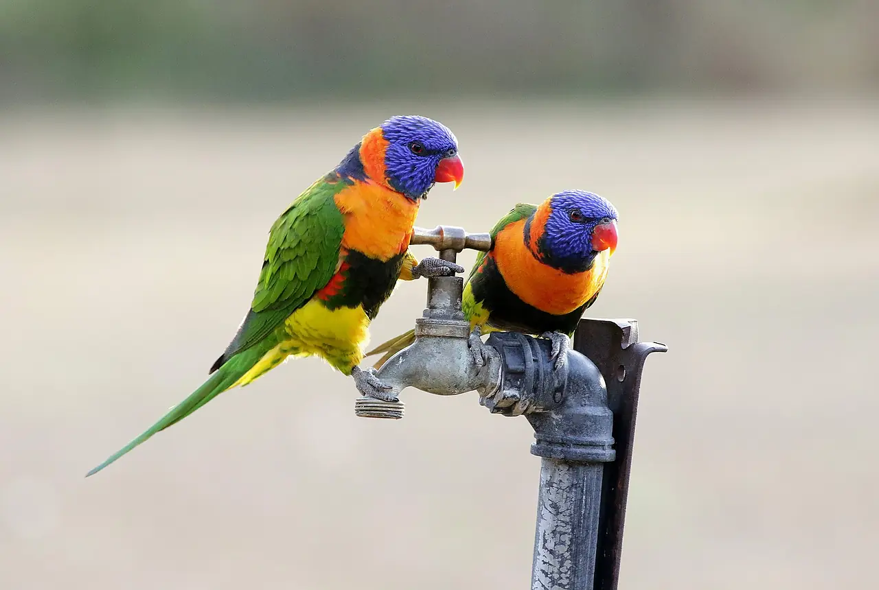 Red-collared Lorikeets care guide photo for lory and lorikeet housing, diet, and handling planning.