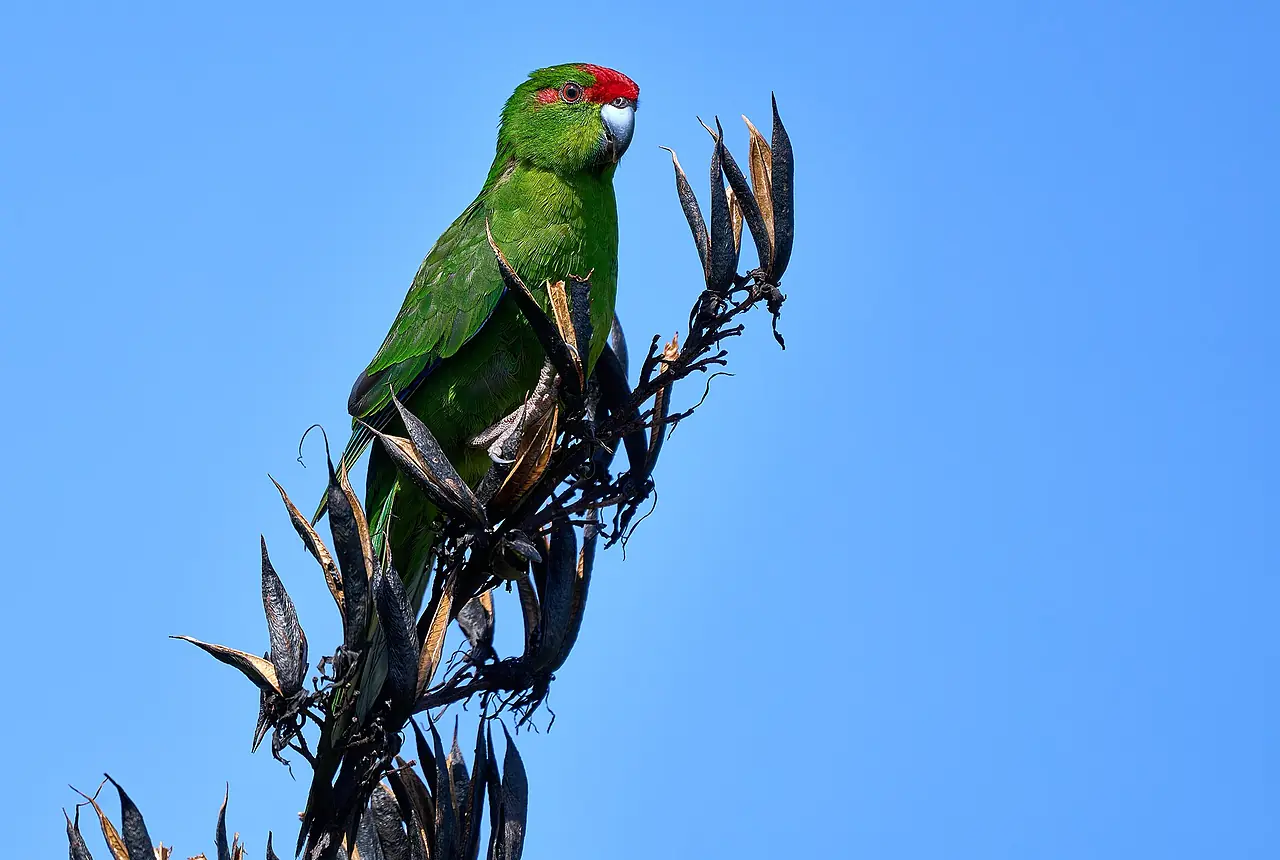 Red-crowned Kakarikis care guide photo for parakeet and small parrot housing, diet, and handling planning.