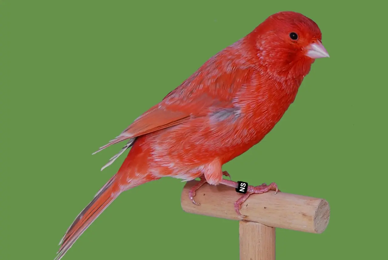 Red Factor Canaries care guide photo for canary housing, diet, and handling planning.