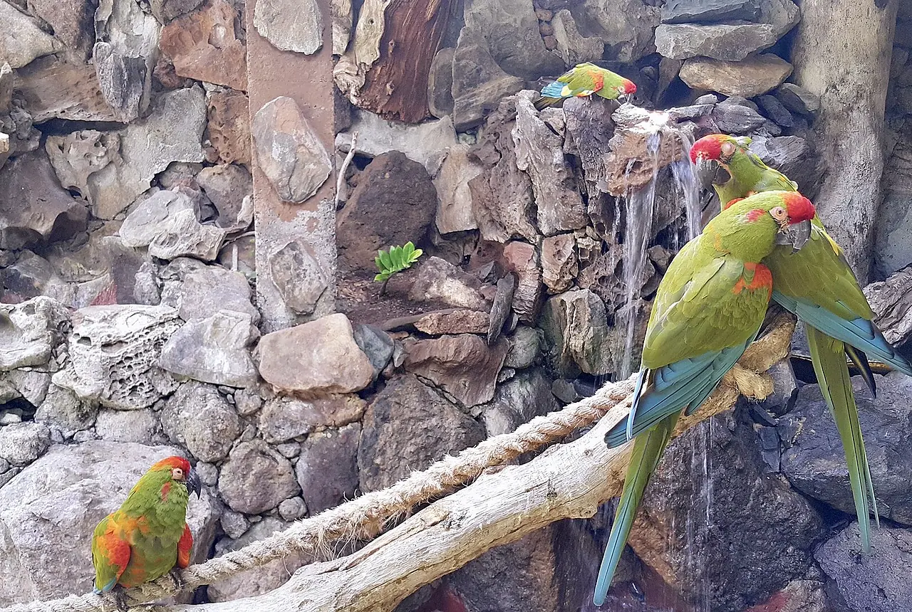 Red-fronted Macaws care guide photo for macaw housing, diet, and handling planning.
