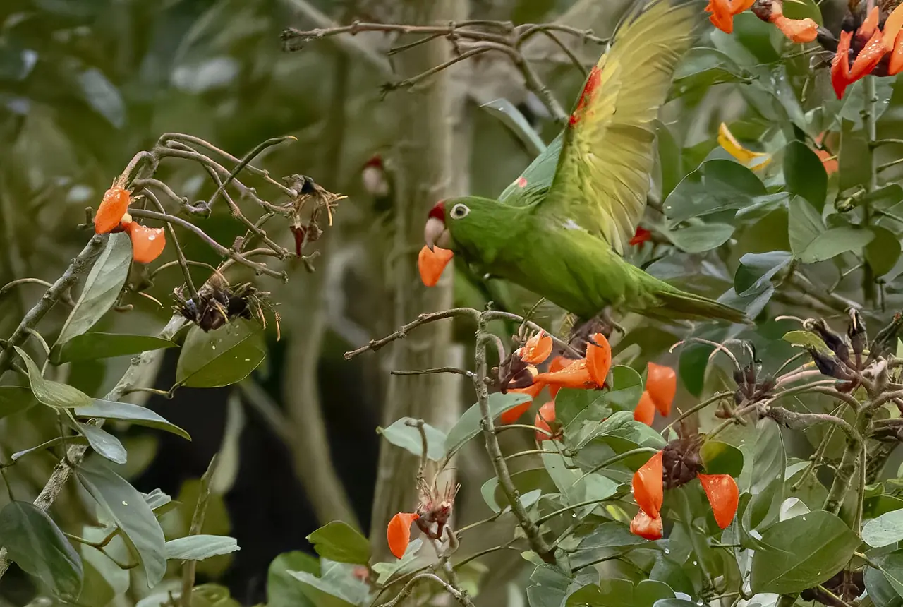 Red-lored Amazons care guide photo for amazon parrot housing, diet, and handling planning.