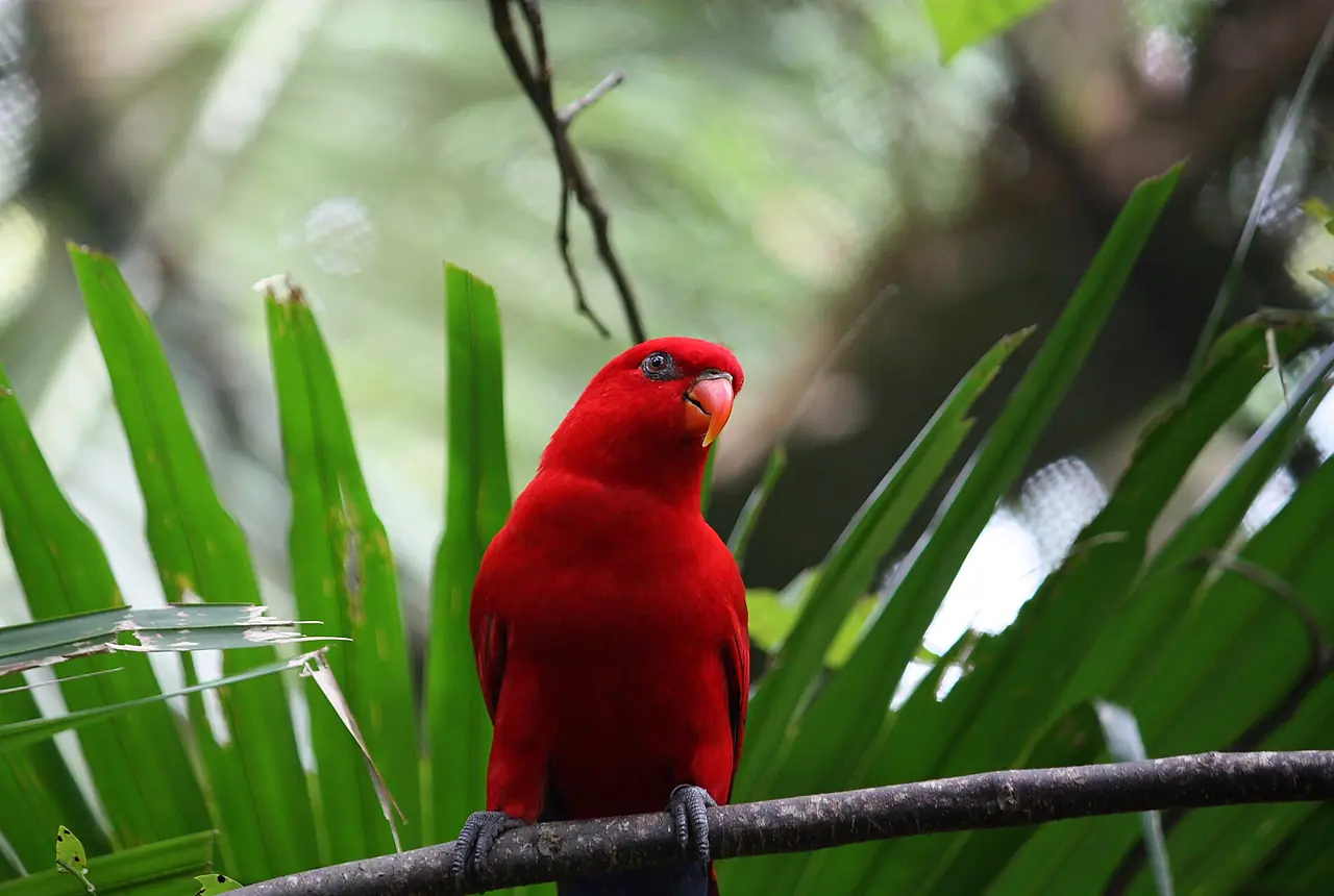 Red Lories care guide photo for lory and lorikeet housing, diet, and handling planning.